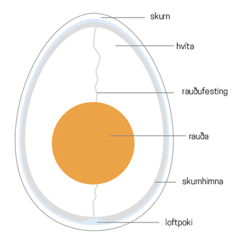 Egg uppbygging - hollt - svona er eggið - hvernig lýtur egg út - svona lýtur egg út - svona er eggið